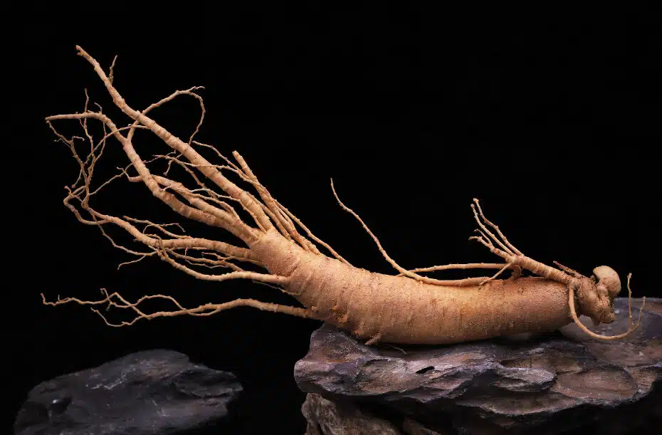 Ginseng: Energizáló és immunerősítő gyógynövényünk 7 Ginseng: Energizáló és immunerősítő gyógynövényünk