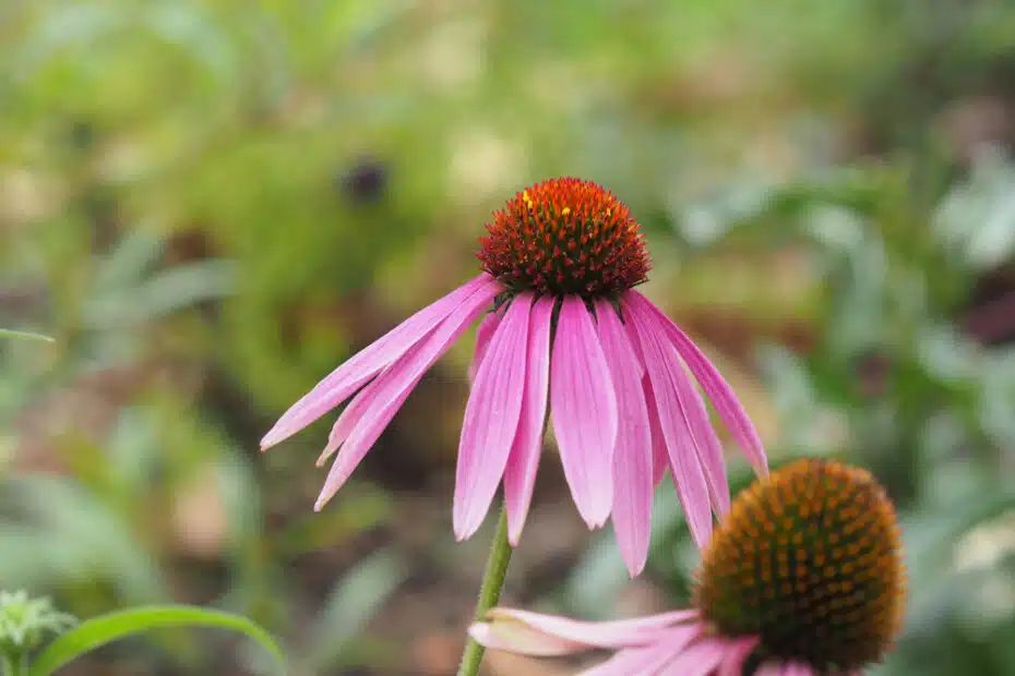 Kasvirág (Echinacea): A természet legerősebb immunerősítő gyógynövénye 9 Kasvirág (Echinacea): A természet legerősebb immunerősítő gyógynövénye
