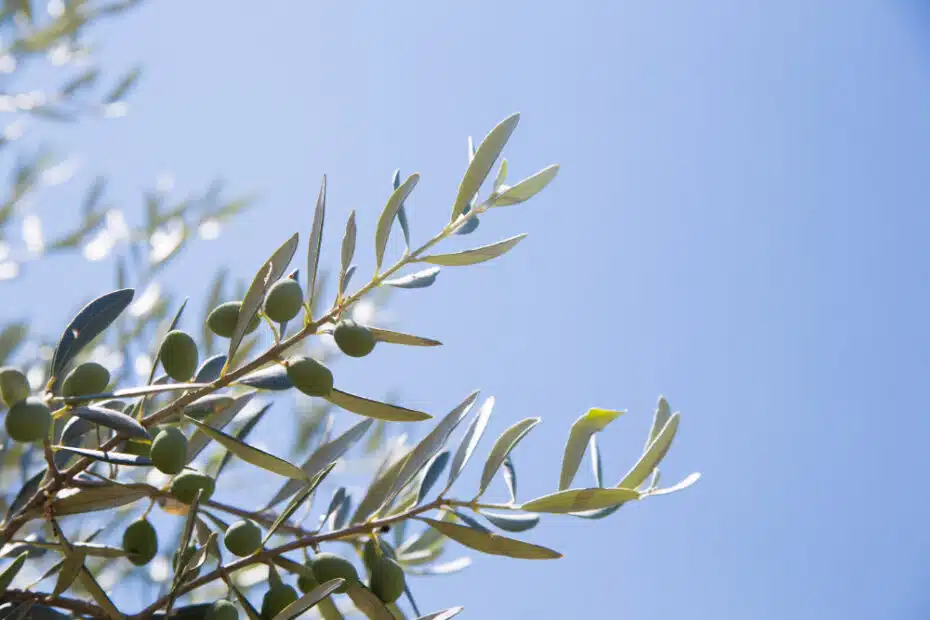 Olajfalevél: A mediterrán térség immunerősítő kincse